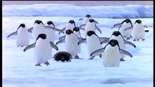 Penguins set to music [upl. by Artened]