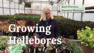 Growing Hellebores [upl. by Haslett]