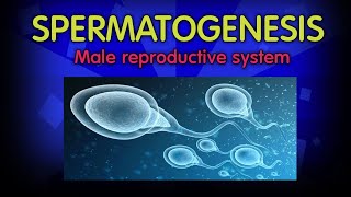 Spermatogenesis class 12  structure of sperm  Human reproduction  Embryology  physiology [upl. by Nedyaj]