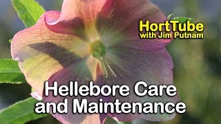 Hellebores Care and Maintenance  Lenten Rose [upl. by Auqinimod550]