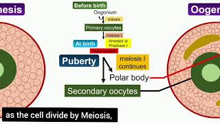 Oogenesis Animation [upl. by Benildas]