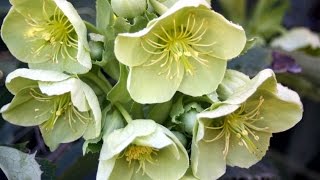 How to grow Hellebores [upl. by Borszcz497]