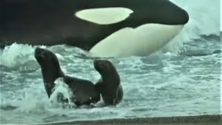 Deadly Killer Whale Moments  Top 5  BBC Earth [upl. by Sinne]