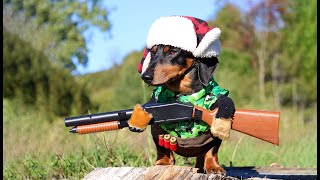 Oakley the Dachshund Goes DUCK HUNTING  Cute Dog Hunting Costume [upl. by Concettina]