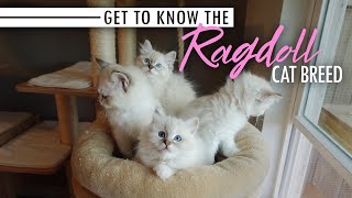 Get to Know the Ragdoll Cat Breed [upl. by Eelamme]