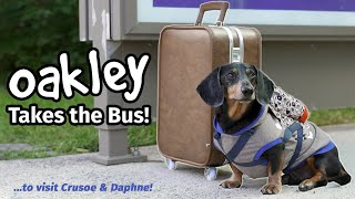 Ep4 OAKLEY TAKES THE BUS  Goes to Visit Crusoe amp Daphne Part 1 [upl. by Adnulahs467]