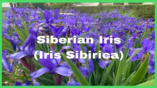 Siberian Iris Iris Sibirica [upl. by Alhsa]