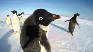 The Curiousity of a Penguin [upl. by Laddie]