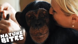 Raising Chimpanzees as Humans  Nature Bites [upl. by Norvun]