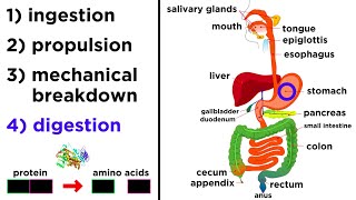 The Digestive System [upl. by Normalie]