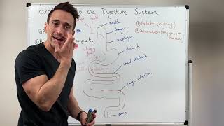 Overview of the Digestive System [upl. by Photina]