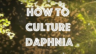 How To Culture Daphnia Magna [upl. by Nobile726]