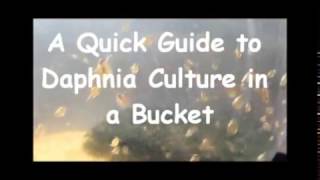 How to culture daphnia outside [upl. by Toffey956]