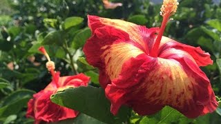 Pruning Hibiscus [upl. by Jareen]