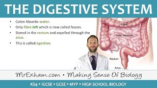 The Digestive System  GCSE Biology 91 [upl. by Enelec121]