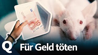 Sozialexperiment Das machen Menschen für Geld  Quarks [upl. by Fredi341]