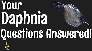 Daphnia Questions Answered [upl. by Elsinore]