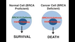 Mechanisms of PARP Inhibition A Mode of Targeted Cancer Treatment [upl. by Asa]