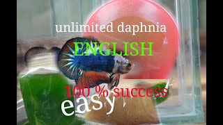 daphnia moina culture Easy way Unlimited production English  with sub Green water Chlorella [upl. by Klement]