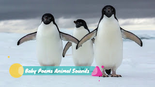 Penguin Sounds Effects [upl. by Torruella]