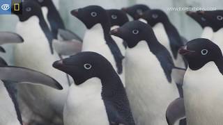 Penguin Sights amp Sounds  Antarctica  Lindblad ExpeditionsNational Geographic [upl. by Dot]