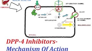 DPP4 Inhibitors  Mechanism Of Action [upl. by Drandell67]