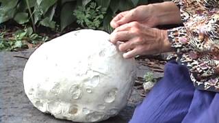 Edible Mushrooms Giant Puffball [upl. by Aihtiekal]