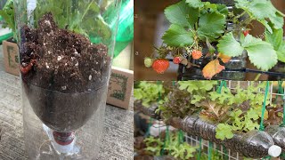 LAS 5 MEJORES PLANTAS PARA SEMBRAR EN BOTELLAS DE PLÁSTICO [upl. by Goles]