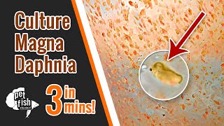 How to culture DAPHNIA MAGNA  The easy way [upl. by Golub]