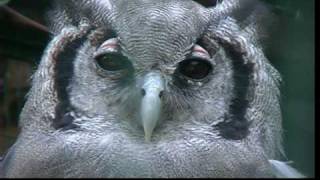 Walsrode  Vogelpark [upl. by Leibman]