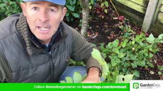 How To Cut Back Hellebore foliage [upl. by Medovich737]