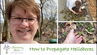 How to Propagate Hellebores 🌸🌺❤️ [upl. by Anivek927]