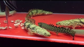 Assorted Bichirs Eating Chicken Heart  Raw Video [upl. by Areic]