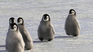 WildlifeWednesday 🐧 The CUTEST penguin chicks [upl. by Levona]