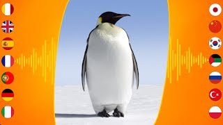 Bird Sounds Emperor Penguin [upl. by Alliuqal]