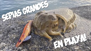 𝗦𝗘𝗣𝗜𝗔𝗦 en Zonas de PLAYA  Pesca de SEPIAS desde Costa [upl. by Bogusz998]