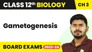 Gametogenesis  Human Reproduction  Class 12 Biology 202223 [upl. by Kingsley]