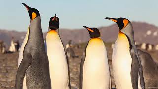 King Penguins [upl. by Merriman]