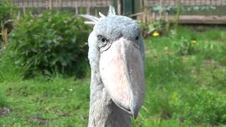 shoebill [upl. by Nimar]