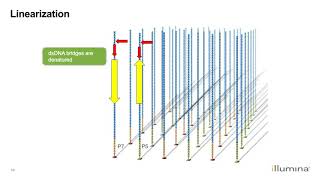 Learn about Illuminas NextGeneration Sequencing Workflow [upl. by Llewej]