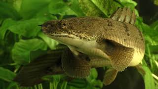 Secrets of the Polypterus [upl. by Aihsotal]