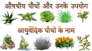 औषधीय पौधों और उनके उपयोग  Ayurvedic Plants Information In Hindi  आयुर्वेदिक पौधों के नाम [upl. by Jody838]