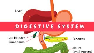 The Digestive System  Simple terms [upl. by Grondin]