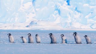 Relaxing Southern Ocean Sounds and Baby Emperor Penguins March  8 Hours [upl. by Noelc]