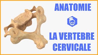 ANATOMIE  LA VERTEBRE CERVICALE TYPE [upl. by Analrahc]