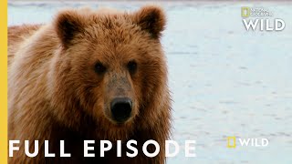 Grizzly Battleground Full Episode  Alaskas Grizzly Gauntlet [upl. by Mayyahk190]