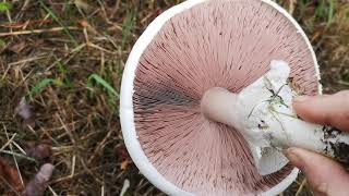 Identifying edible mushrooms  Agaricus arvensis Horse mushroom [upl. by Keelby]