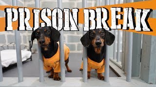 Ep 8 WIENER DOG PRISON BREAK  Funny Dogs Escaping Jail [upl. by Jahdiel]