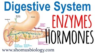 Digestive enzymes and hormones [upl. by Sirromad927]