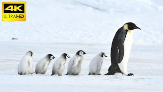 Penguins in 4K  Antartica [upl. by Muscolo]